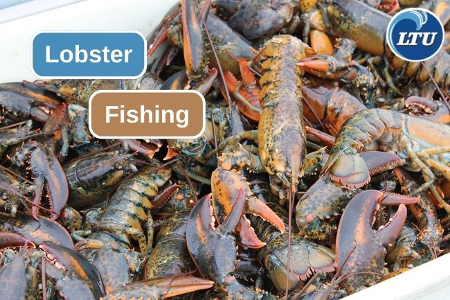 Here are Lobster Fishing Step by Step